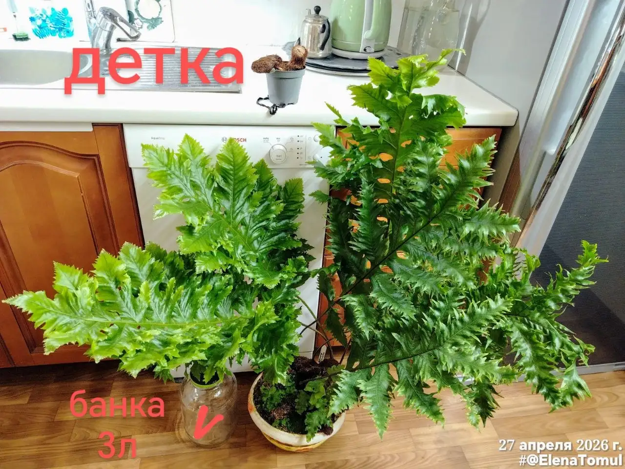 Деленка корневища папоротника Drynaria Poonsak - Комнатные растения (Для дома и дачи) в Красноярск