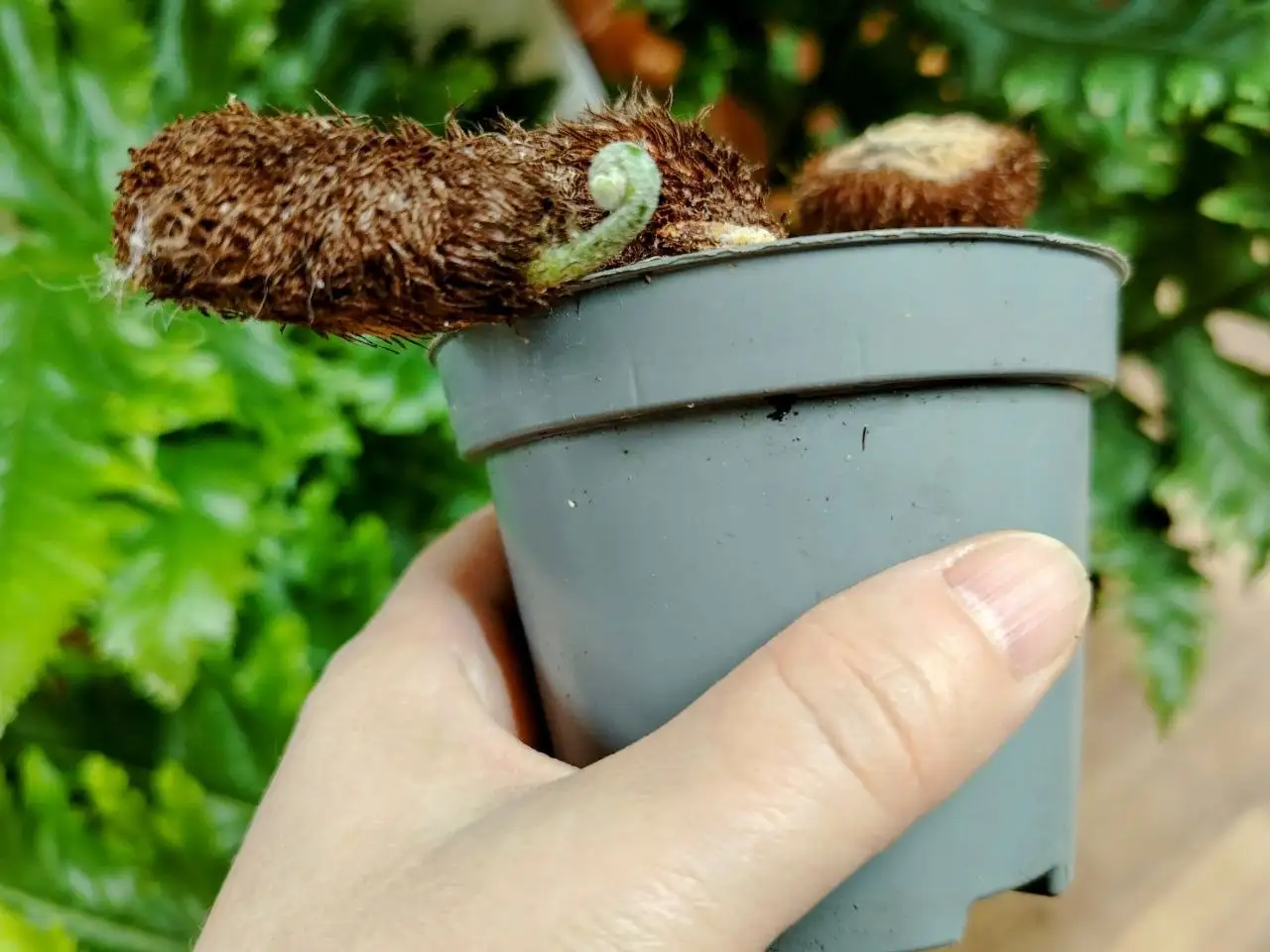 Деленка корневища папоротника Drynaria Poonsak - Комнатные растения (Для дома и дачи) в Красноярск