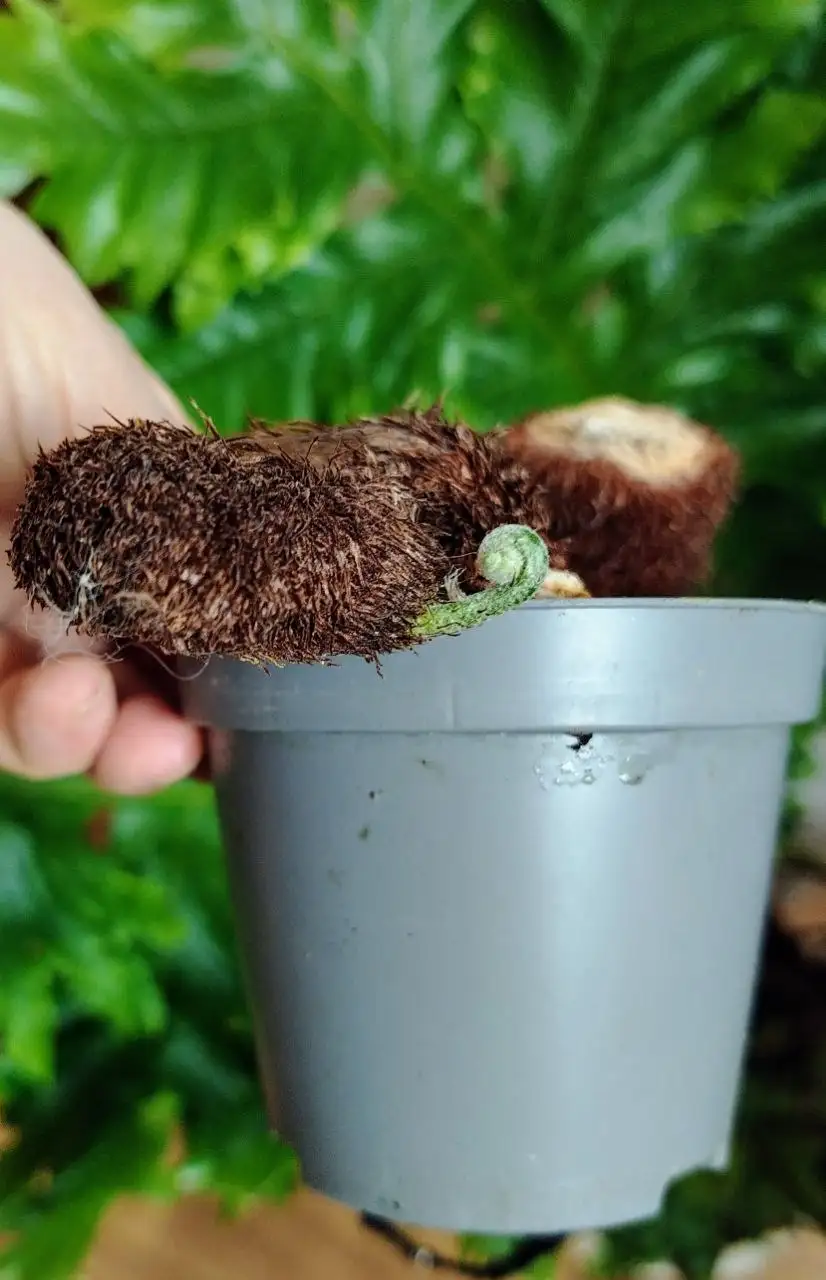 Деленка корневища папоротника Drynaria Poonsak - Комнатные растения (Для дома и дачи) в Красноярск