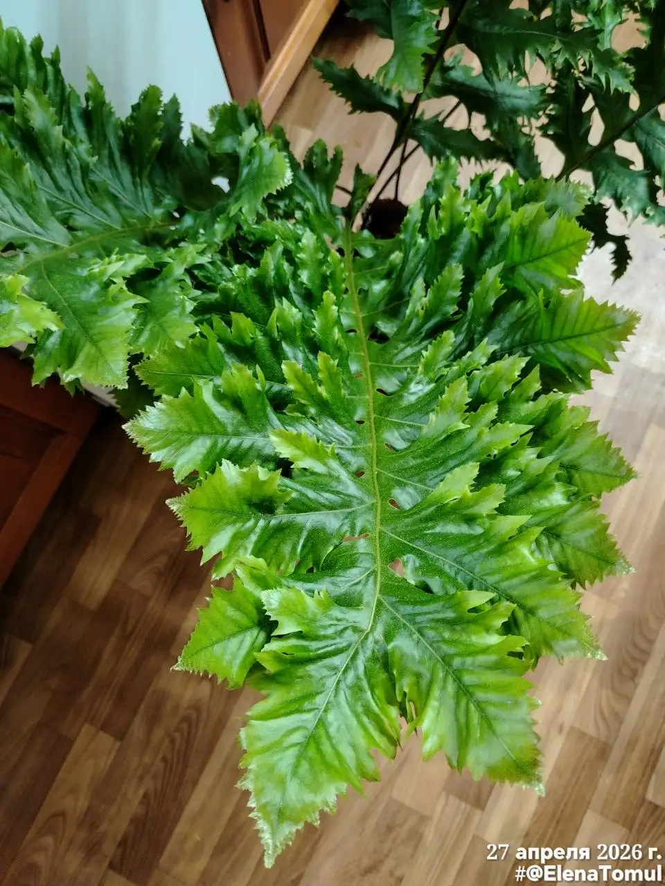 Деленка корневища папоротника Drynaria Poonsak - Комнатные растения (Для дома и дачи) в Красноярск