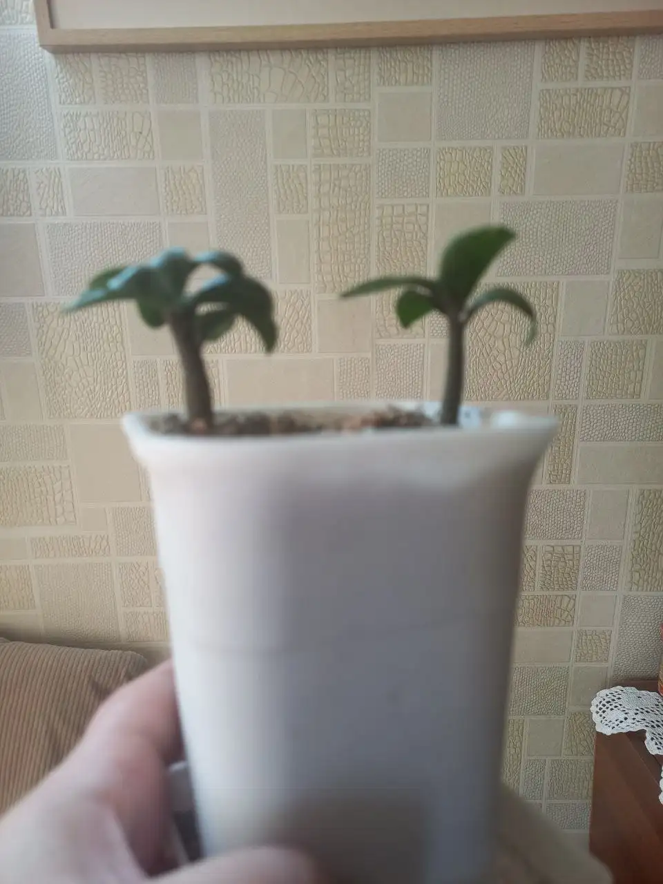 Зензи многолетний на продажу - Растения в Красноярск