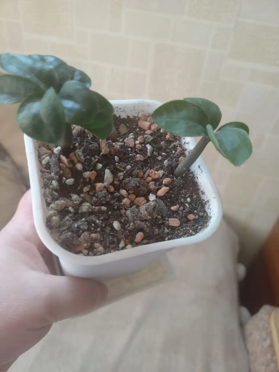 Зензи многолетний на продажу - Растения в Красноярск