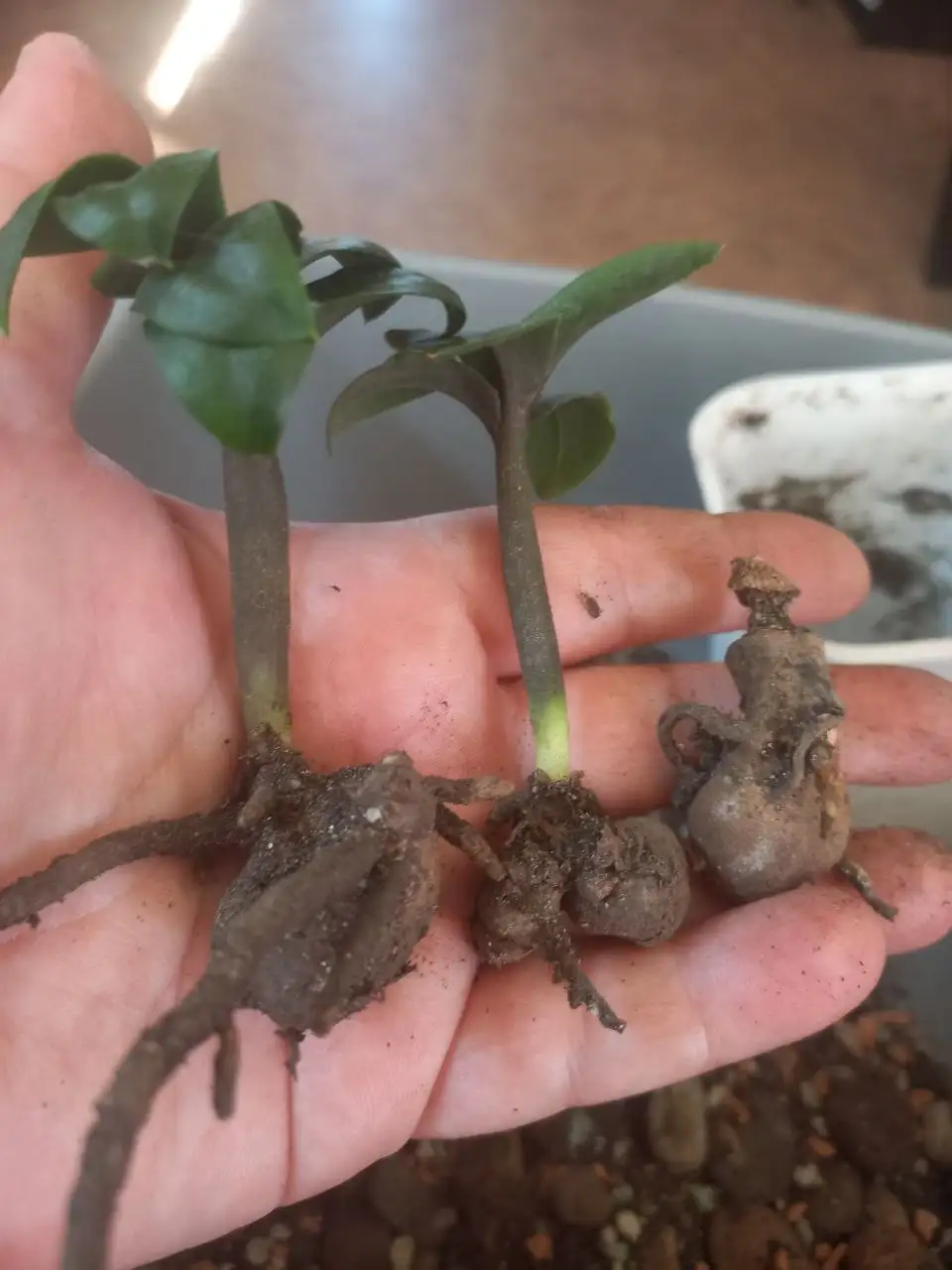 Зензи многолетний на продажу - Растения в Красноярск