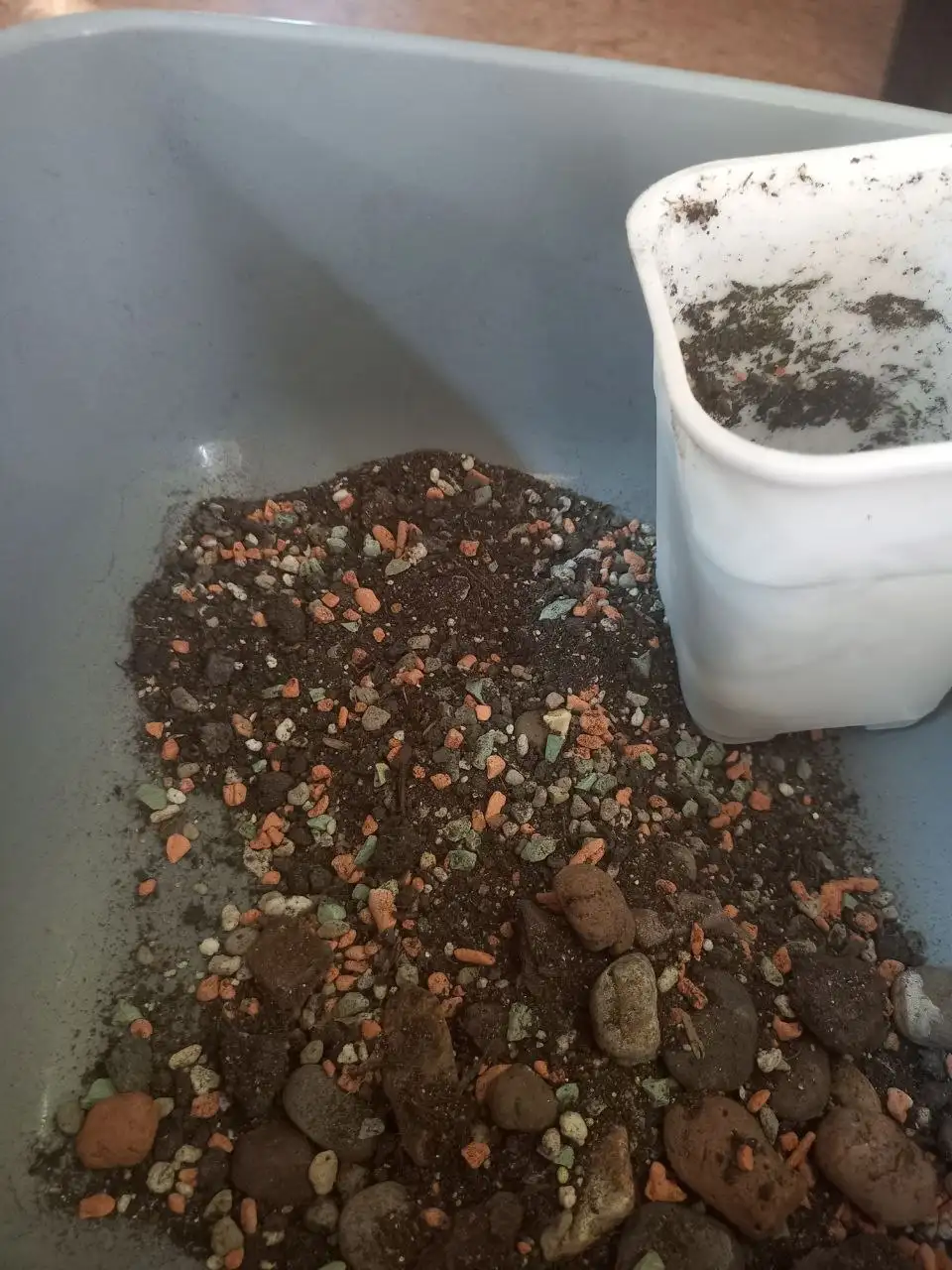 Зензи многолетний на продажу - Растения в Красноярск