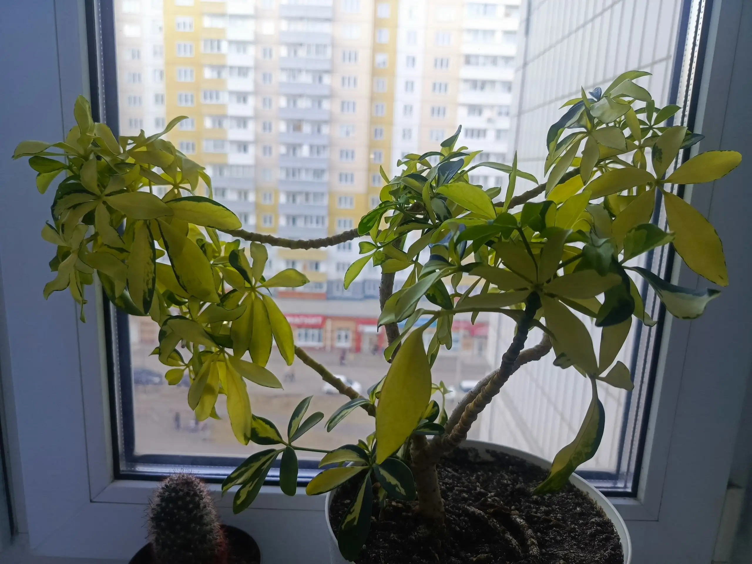 Стрижка комнатного растения - Комнатные растения (Хобби и отдых) в Красноярск