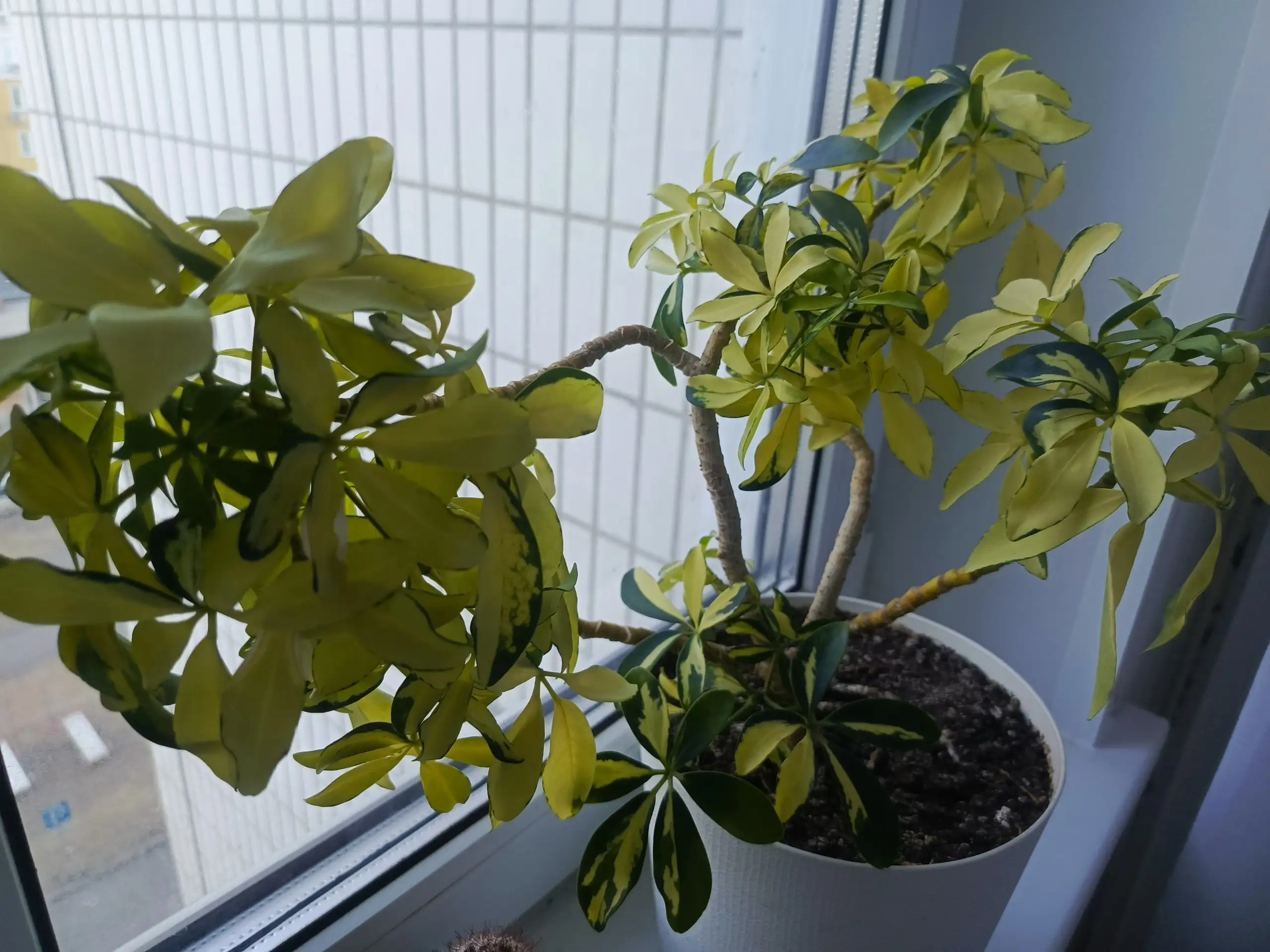 Стрижка комнатного растения - Комнатные растения (Хобби и отдых) в Красноярск