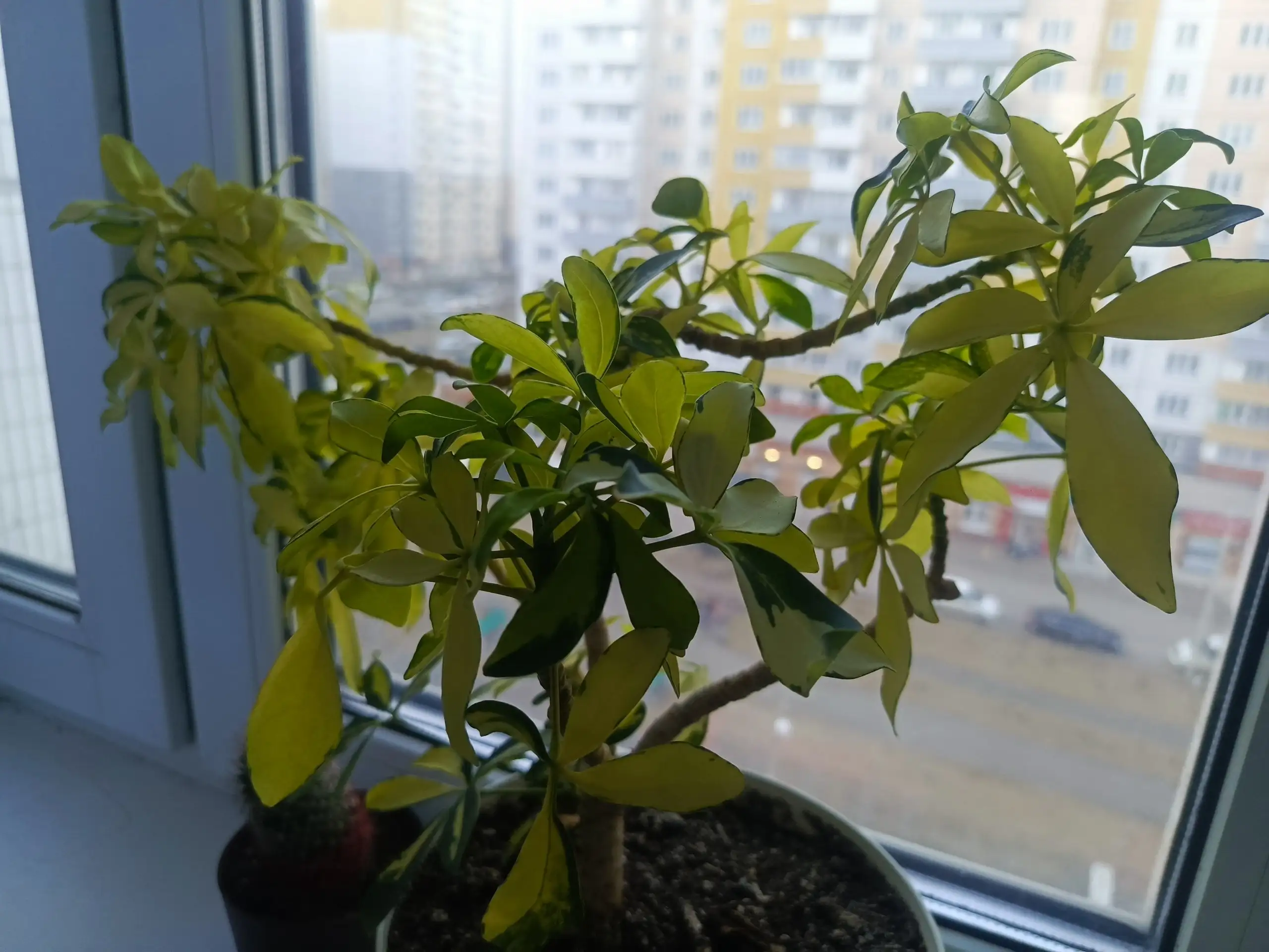 Стрижка комнатного растения - Комнатные растения (Хобби и отдых) в Красноярск