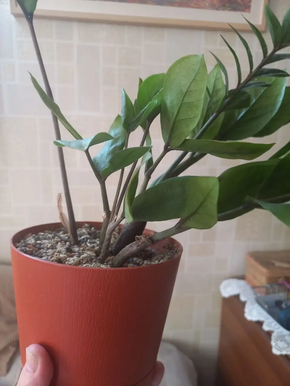 Продаю антуриум (?) в горшке, Красноярск - Комнатные растения (Барахолка) в Красноярск