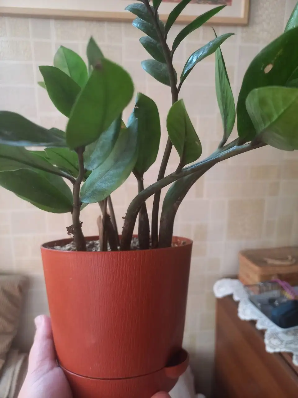 Продаю антуриум (?) в горшке, Красноярск - Комнатные растения (Барахолка) в Красноярск