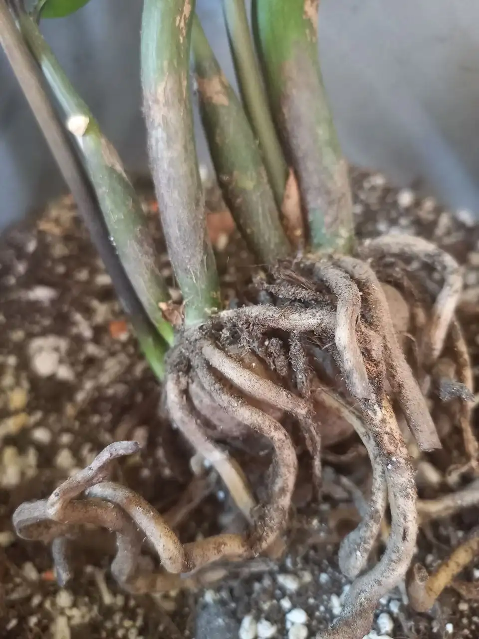 Продаю антуриум (?) в горшке, Красноярск - Комнатные растения (Барахолка) в Красноярск