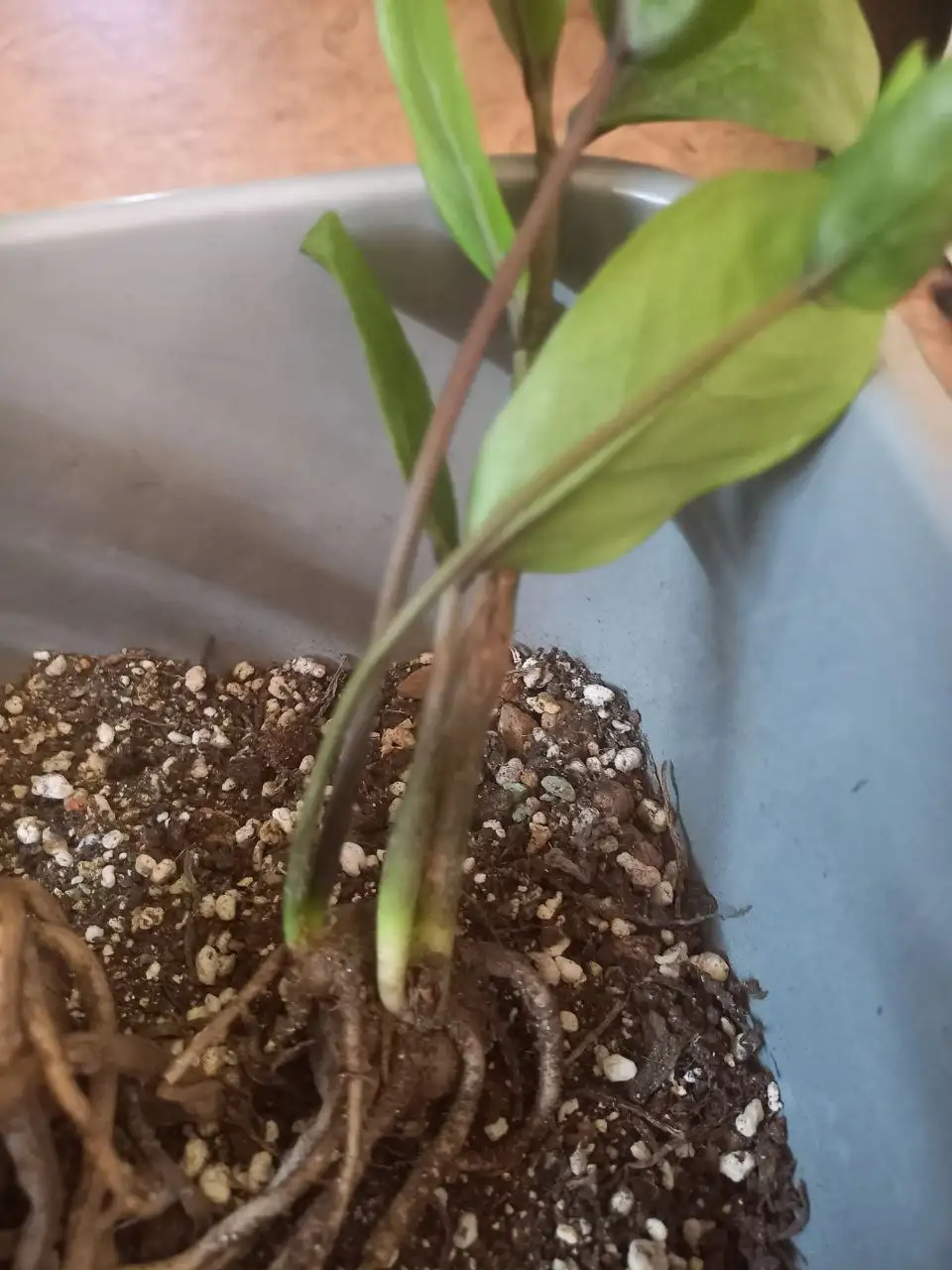 Продаю антуриум (?) в горшке, Красноярск - Комнатные растения (Барахолка) в Красноярск