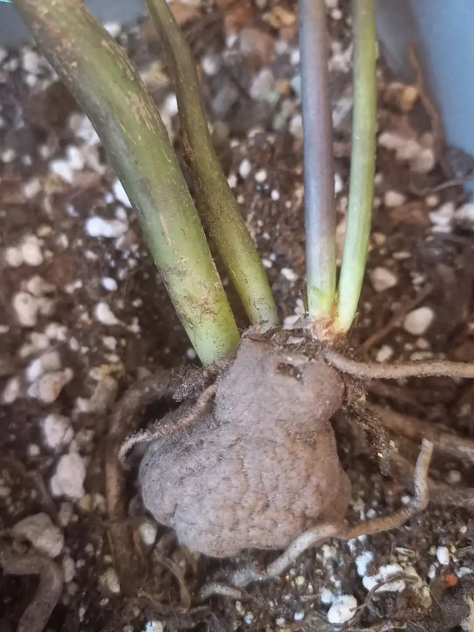 Продаю антуриум (?) в горшке, Красноярск - Комнатные растения (Барахолка) в Красноярск