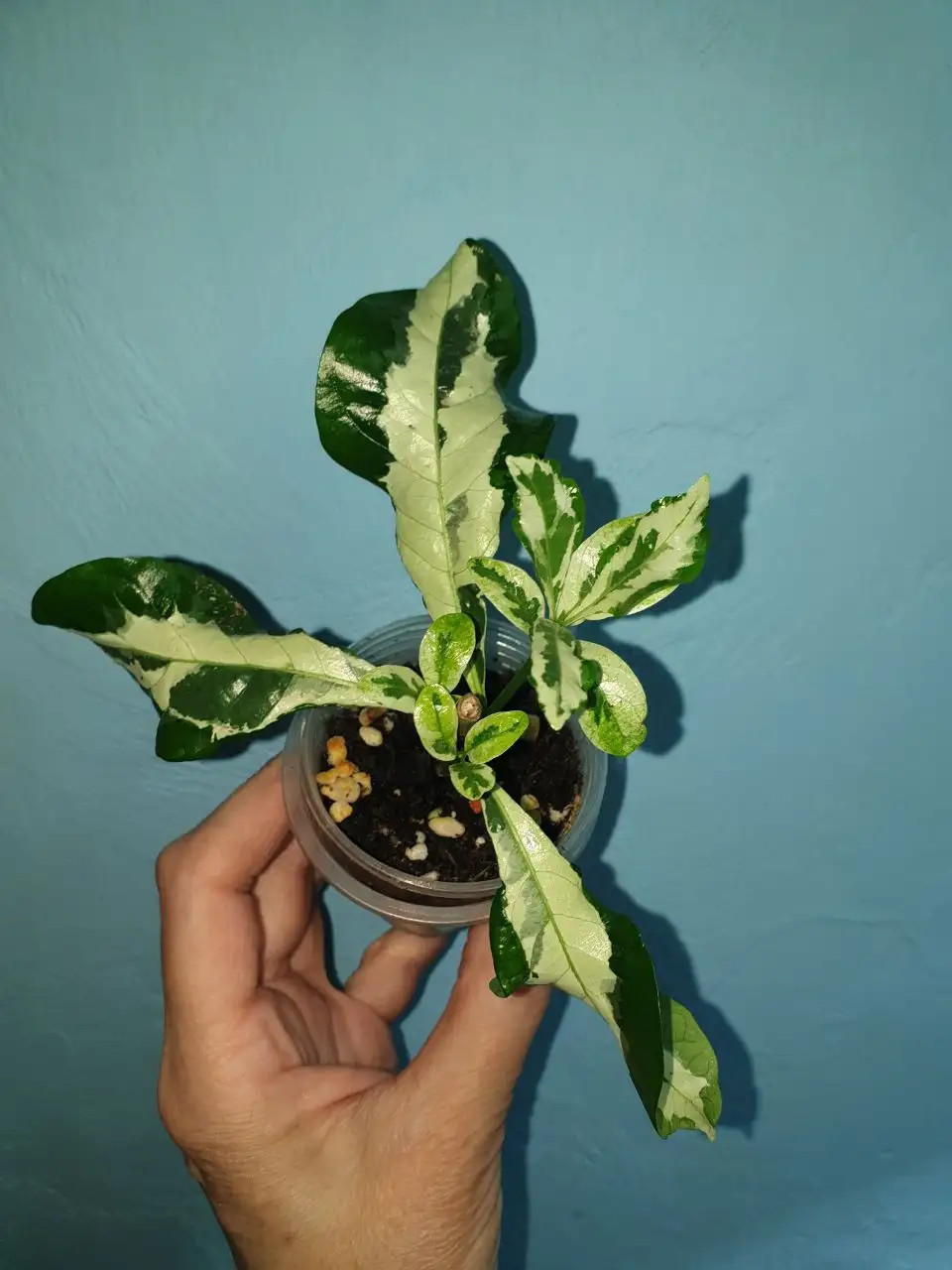 Гардения августата вар 500 - Растения в Красноярск