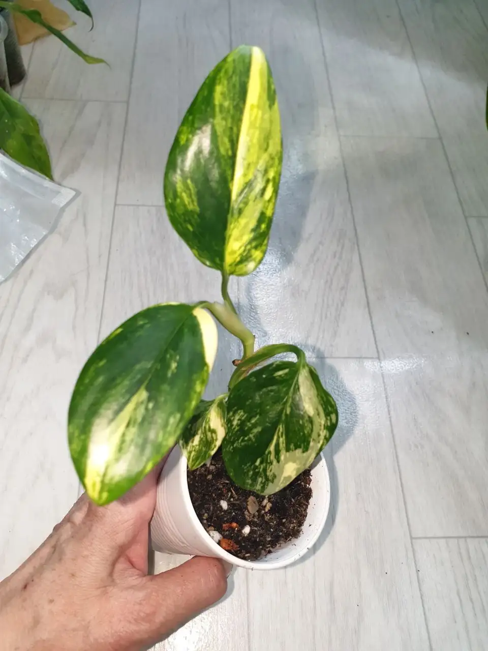 Кобра еллоу 400 - Комнатные растения (Хобби и отдых) в Красноярск