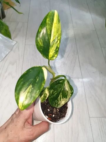 Кобра еллоу 400 - Кальяны и аксессуары в Красноярск