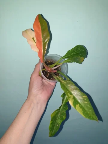 Ринг оф файер фил 500 - Спорт в Красноярск