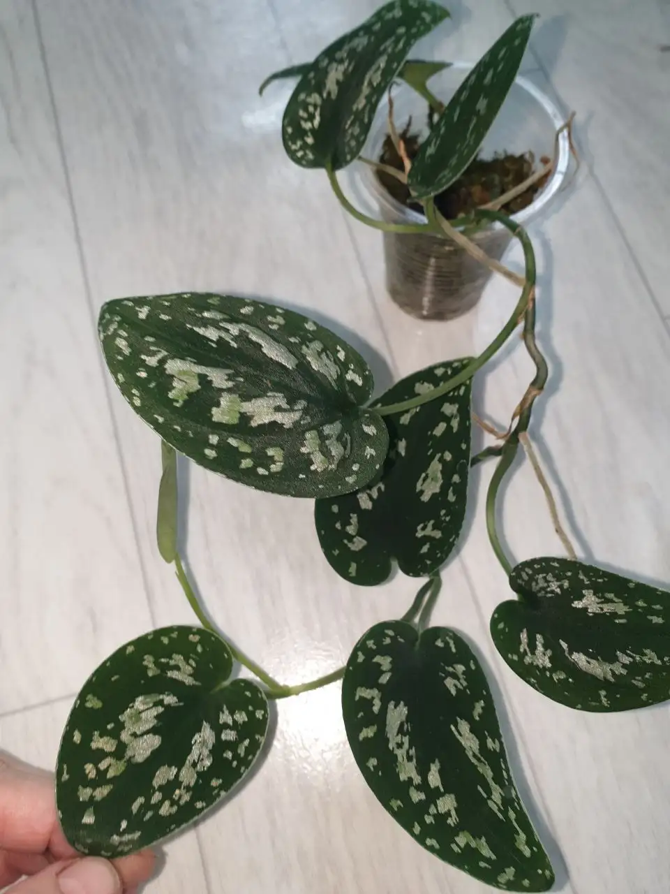 Сциндаптус триколор 650 - Комнатные растения (Хобби и отдых) в Красноярск