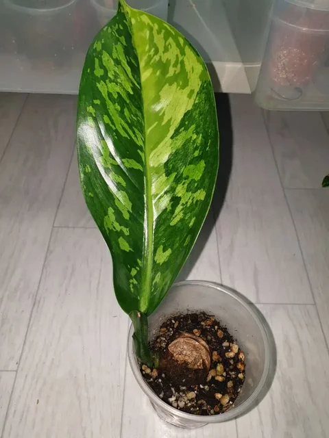 Продажа дифа (еллоу, детка 1000) или обмен на Борисевича, дк1мая - Спорт в Красноярск