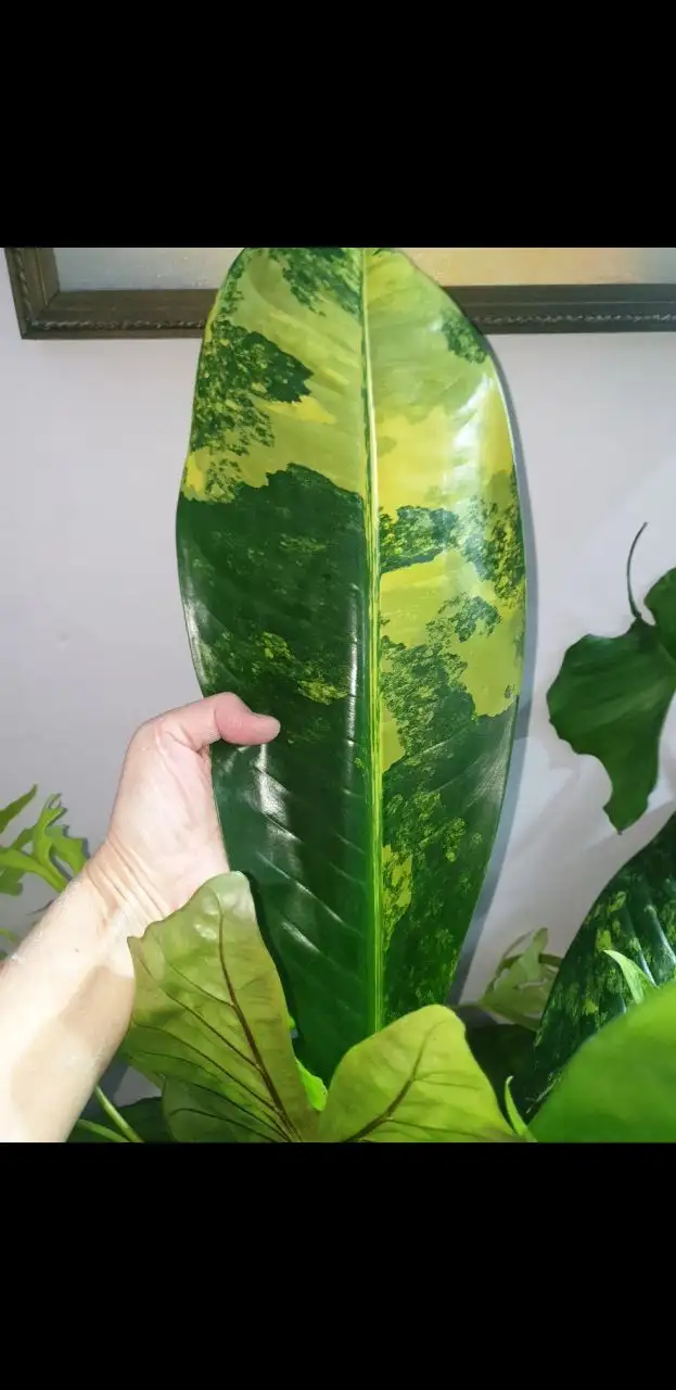 Продажа дифа (еллоу, детка 1000) или обмен на Борисевича, дк1мая - Хобби и отдых в Красноярск