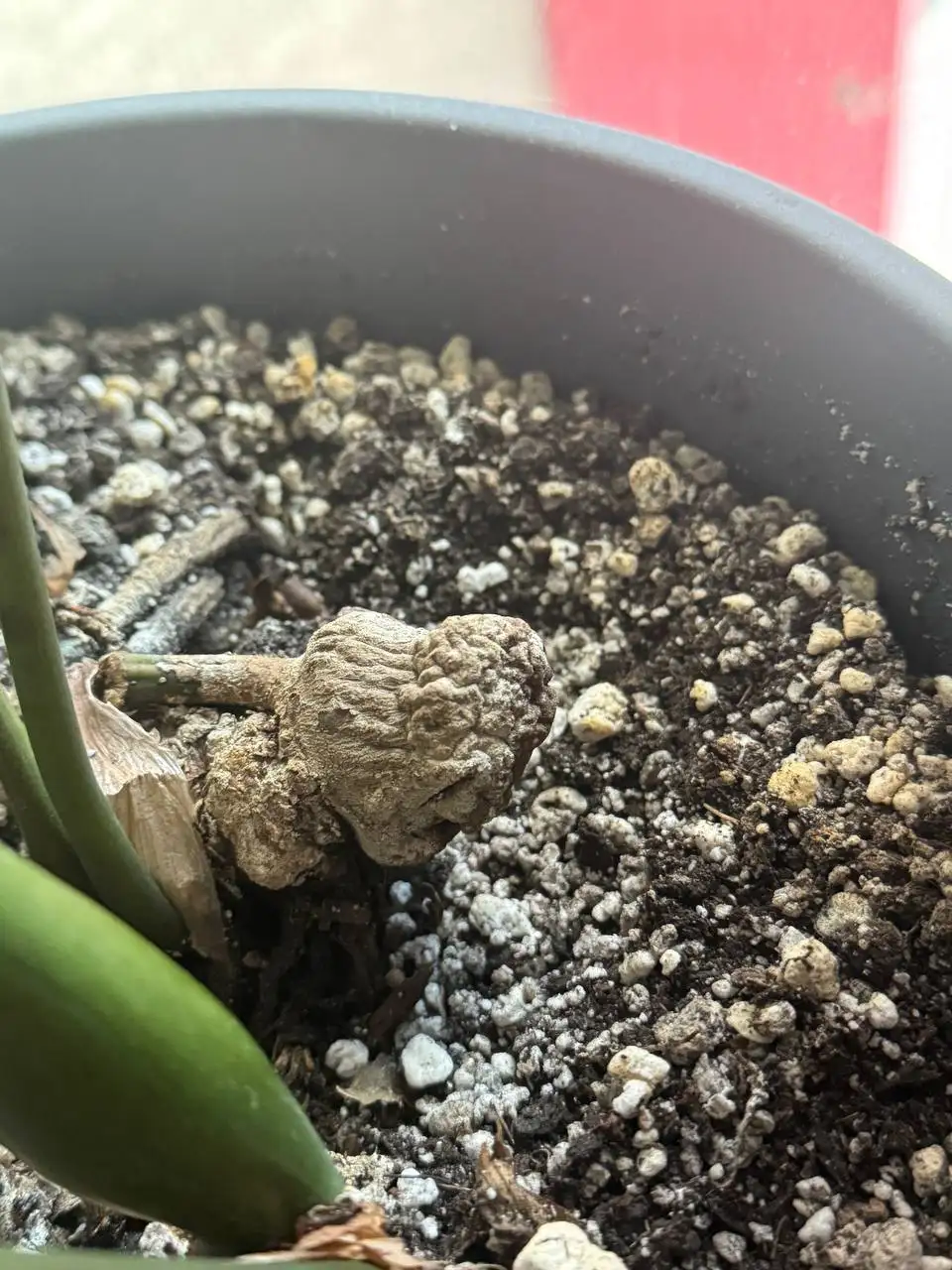 Консультация по пересадке замиокулькаса - Консультации (Барахолка) в Красноярск