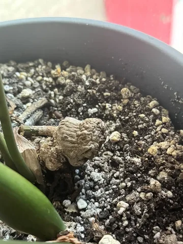 Консультация по пересадке замиокулькаса - Цветы в Красноярск