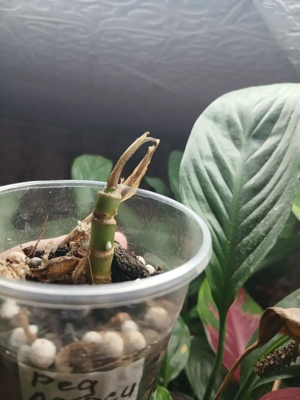 Помощь с орхидеей: точки роста и спасение - Комнатные растения (Хобби и отдых) в Красноярск