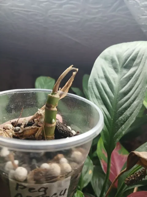 Помощь с орхидеей: точки роста и спасение - Спорт в Красноярск