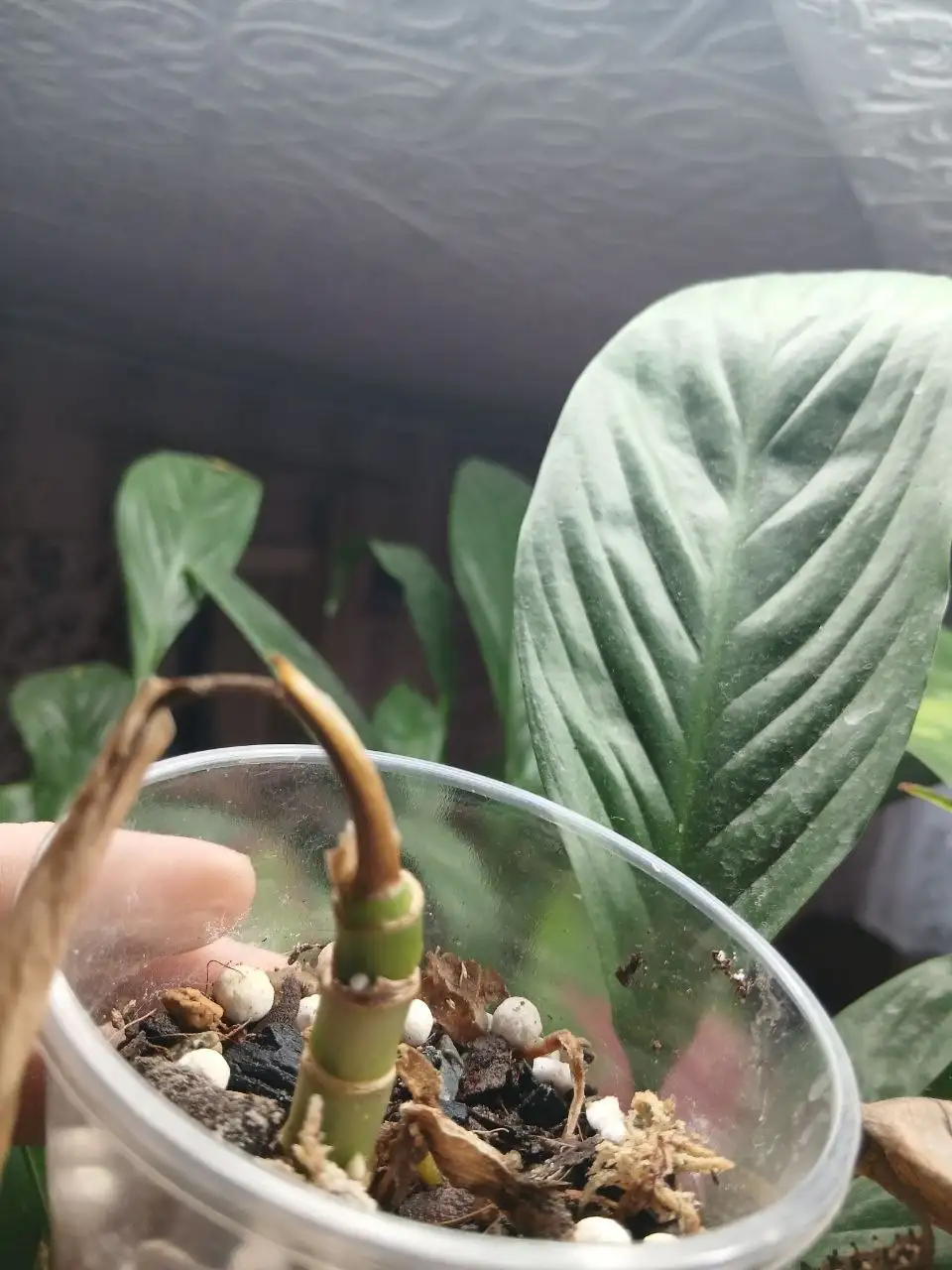 Помощь с орхидеей: точки роста и спасение - Комнатные растения (Хобби и отдых) в Красноярск