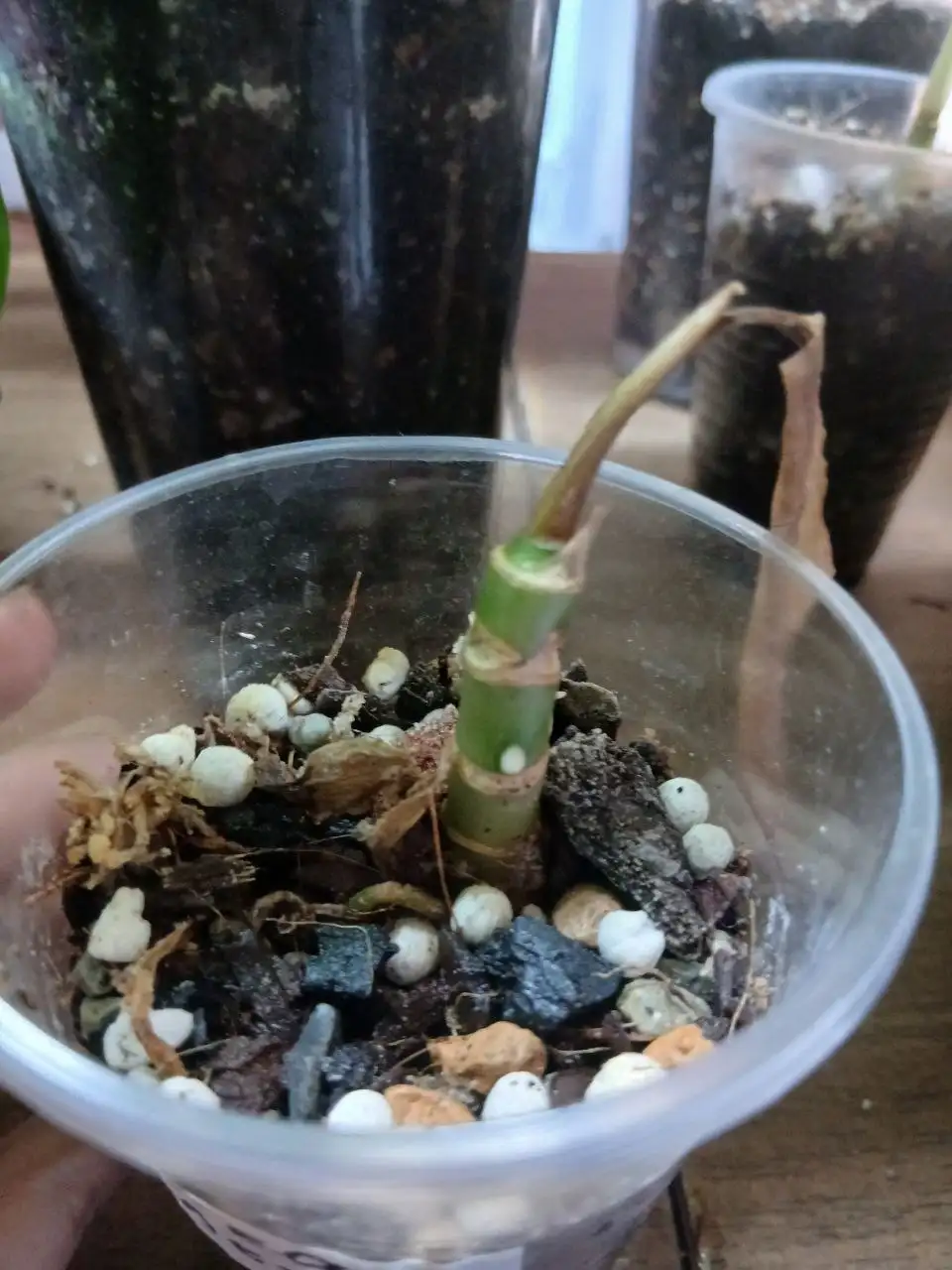 Помощь с орхидеей: точки роста и спасение - Комнатные растения (Хобби и отдых) в Красноярск