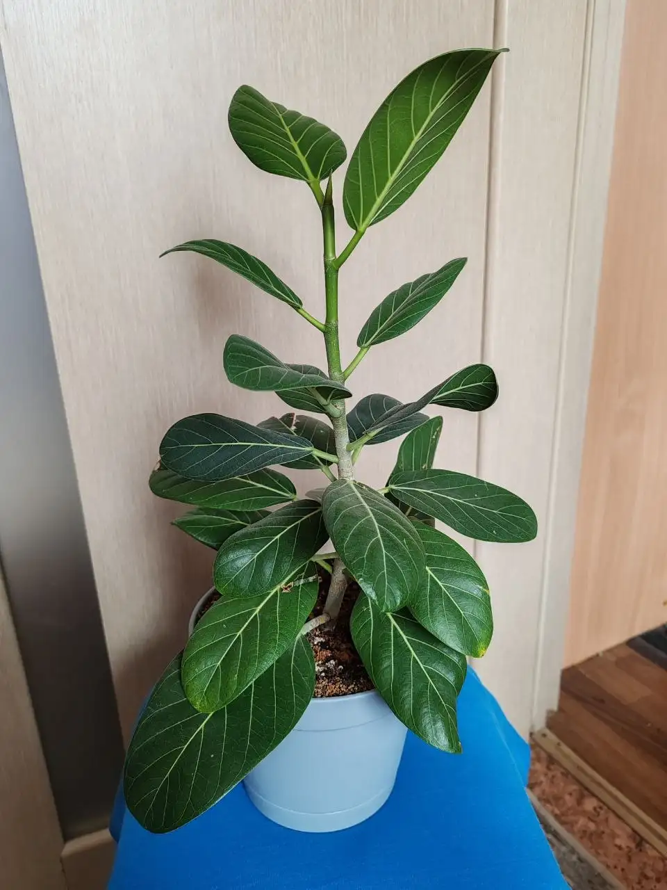 Фикус бенгальский Одри - null (Растения) в Красноярск