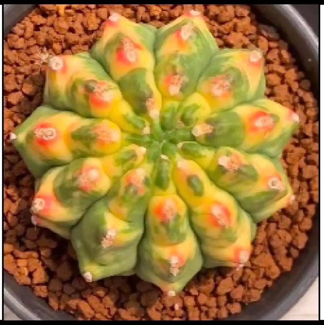 Бронирование по альбому Китай май 2026 - Услуги в Красноярск