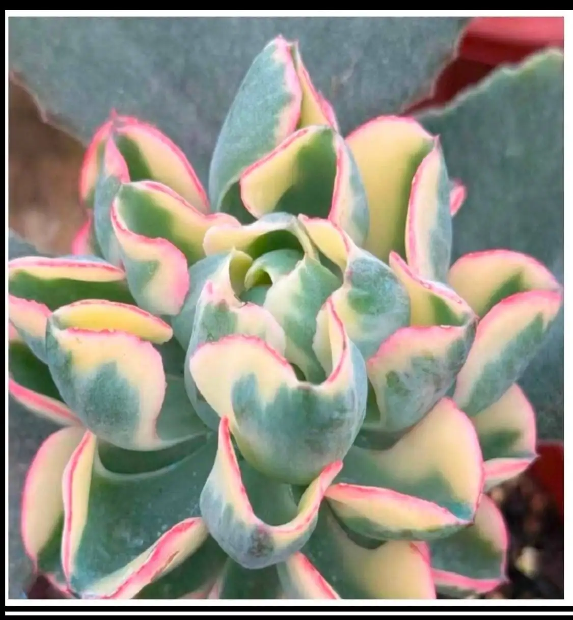 Бронирование по альбому Китай май 2026 - Услуги в Красноярск