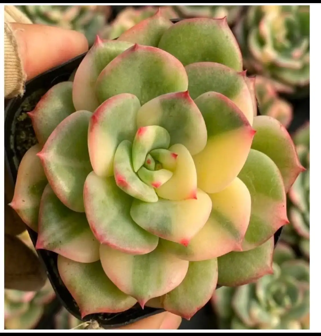 Бронирование по альбому Китай май 2026 - Услуги в Красноярск