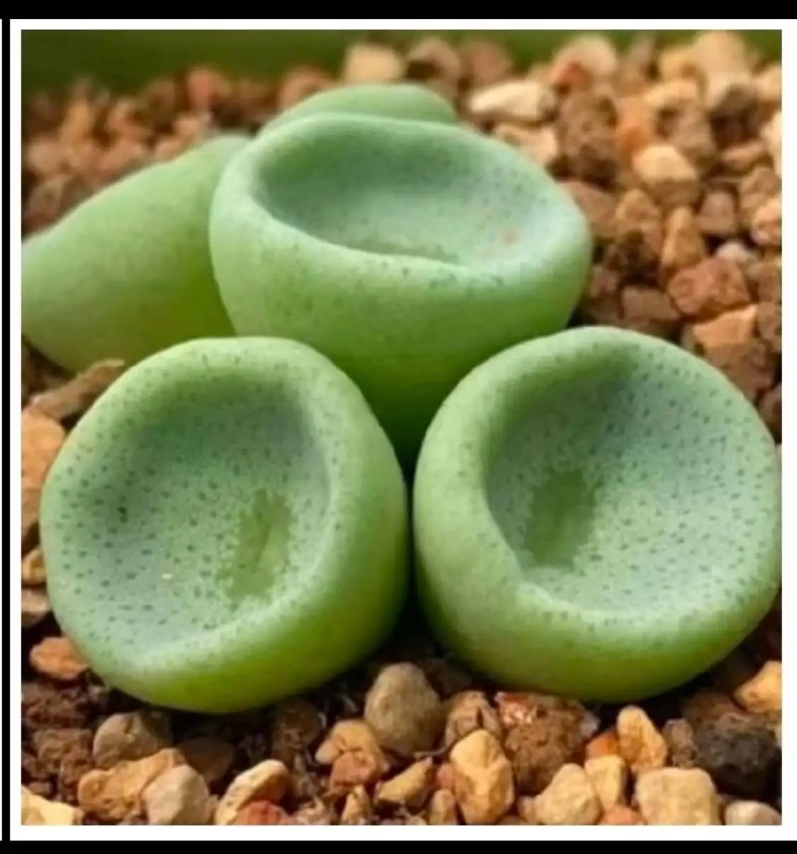 Бронирование по альбому Китай май 2026 - Услуги в Красноярск