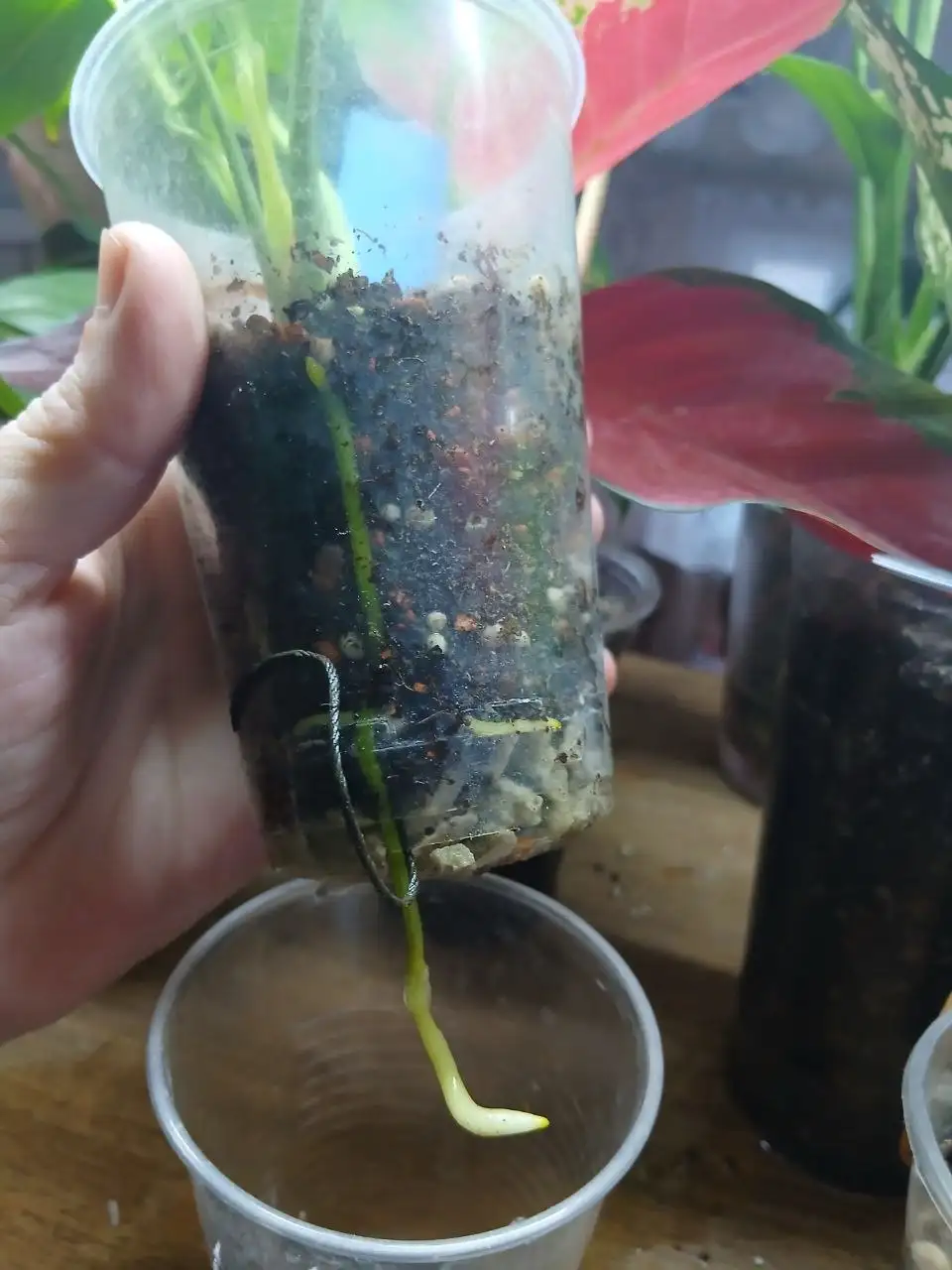 Детка антуриума - Растения (Хобби и отдых) в Красноярск