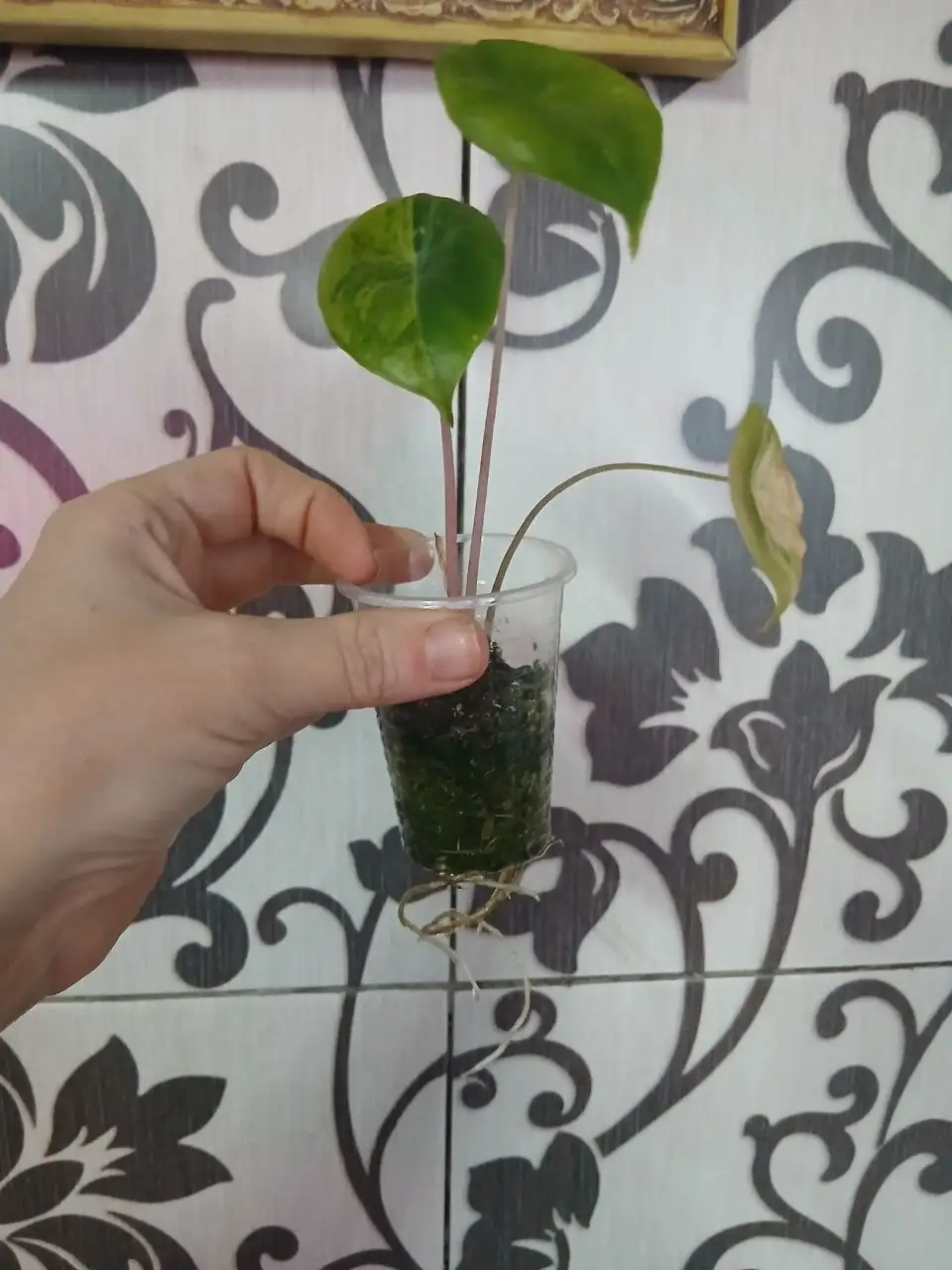 Продажа комнатных растений - Хобби и отдых в Красноярск