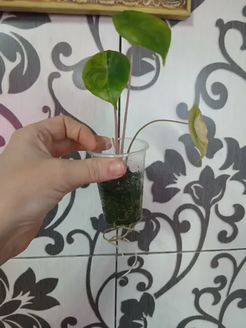 Продажа комнатных растений - Спорт в Красноярск