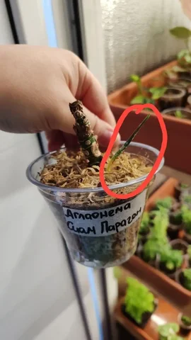 Комнатные растения - Спорт в Красноярск