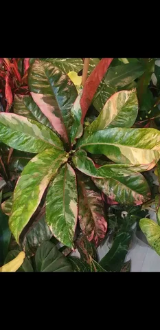 Кротон Радуга, самый красивый - Спорт в Красноярск