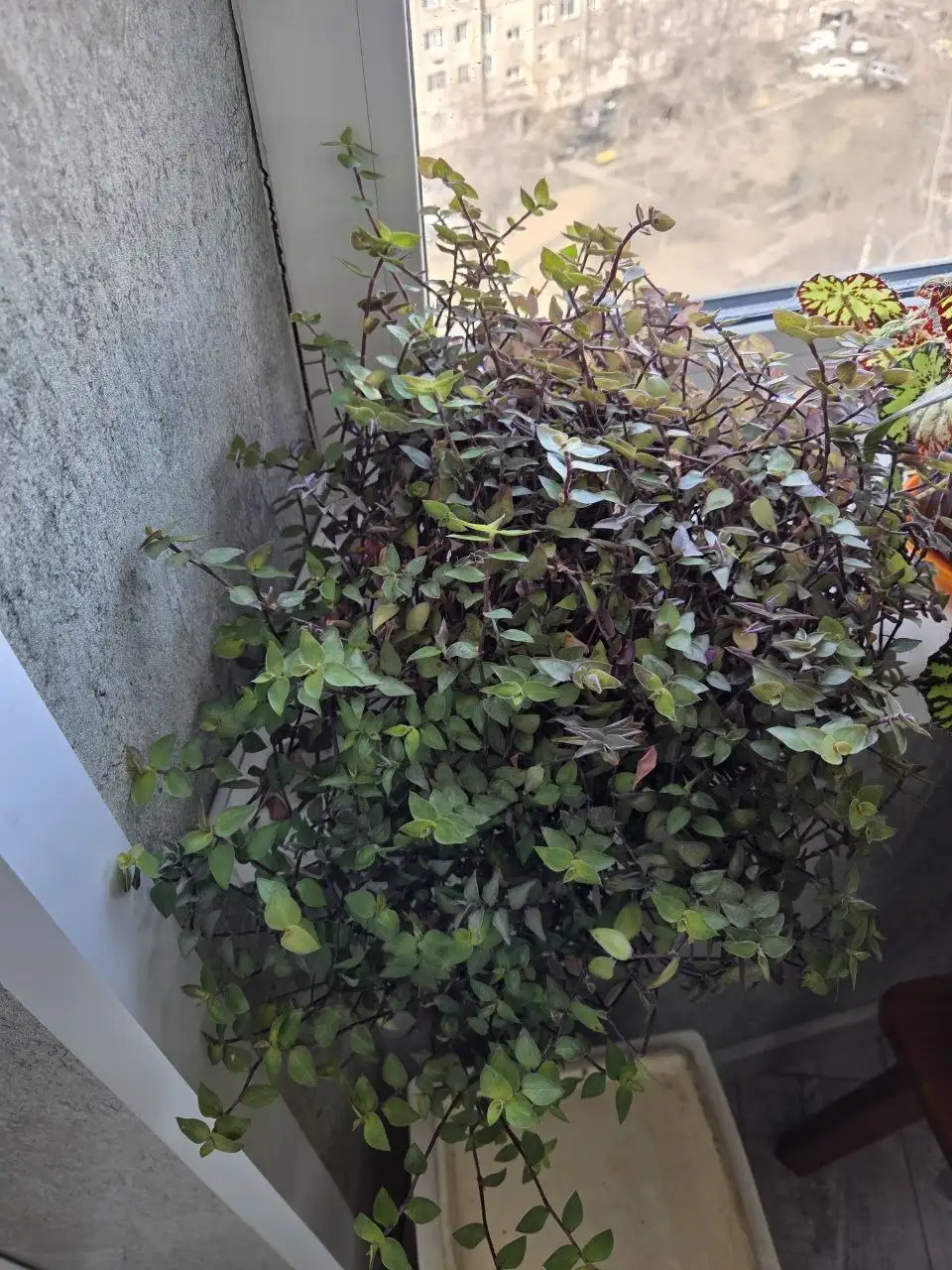 Каллизия душистая - Комнатные растения (Барахолка) в Красноярск