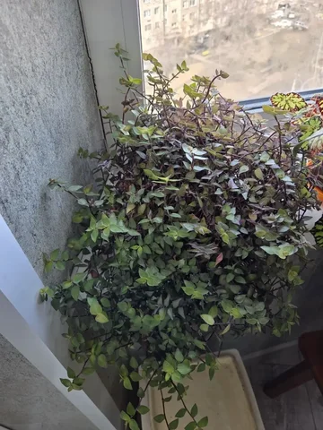 Каллизия душистая - Товары для дома в Красноярск