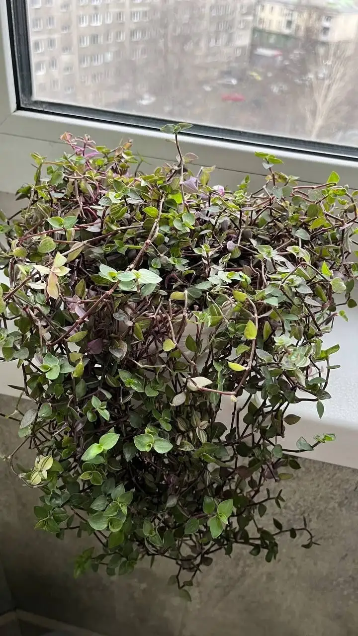 Каллизия Бьянка - Комнатные растения (Хобби и отдых) в Красноярск