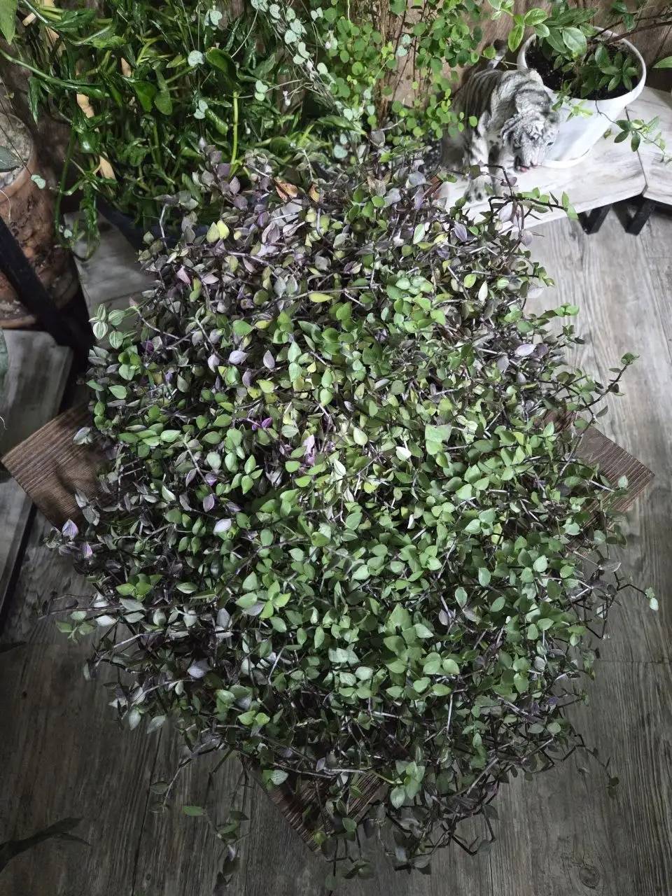 Продам каллизию Бьянка - Комнатные растения (Хобби и отдых) в Красноярск