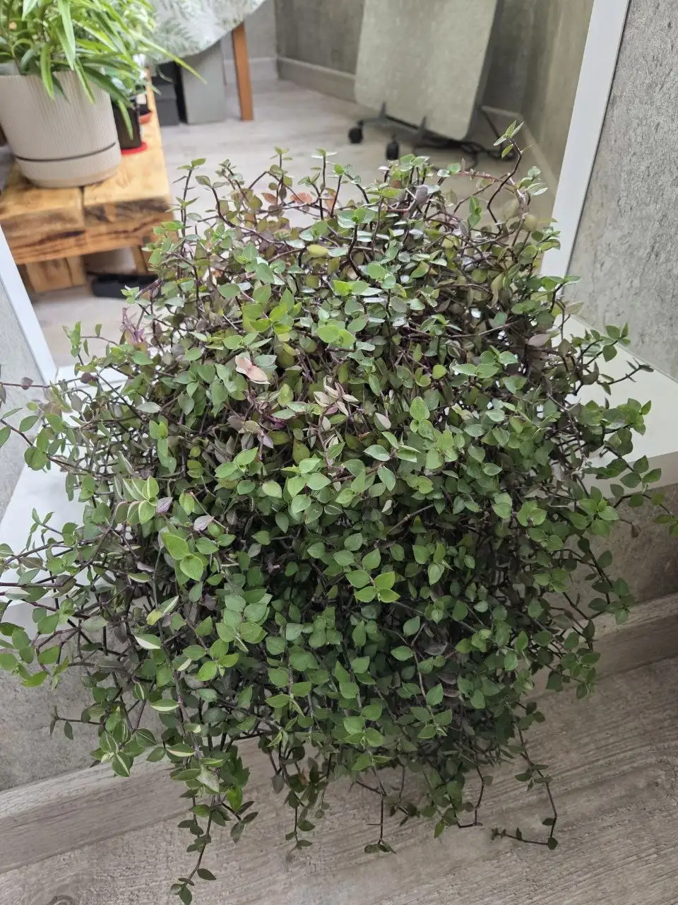 Продам каллизию Бьянка - Комнатные растения (Хобби и отдых) в Красноярск