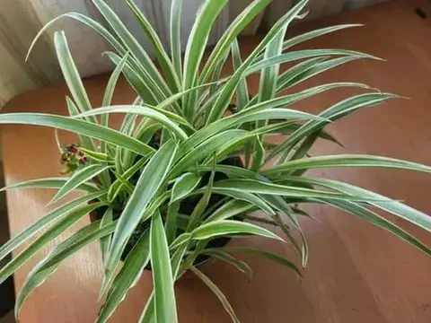 Фикус Робуста в горшке - Средства защиты растений в Красноярск