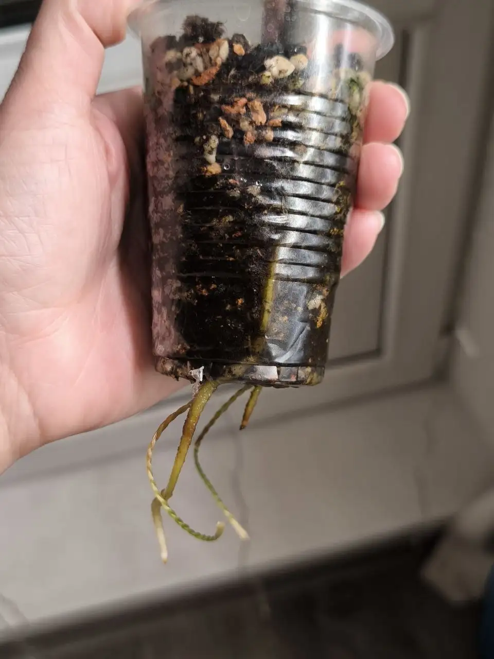 Удобрение для орхидей - Растения (Хобби и отдых) в Красноярск