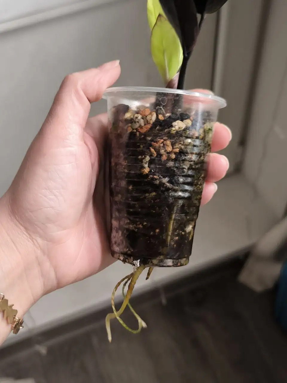 Удобрение для орхидей - Растения (Хобби и отдых) в Красноярск