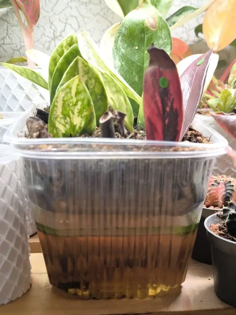 Продаю укорененные растения - Товары для дома в Красноярск