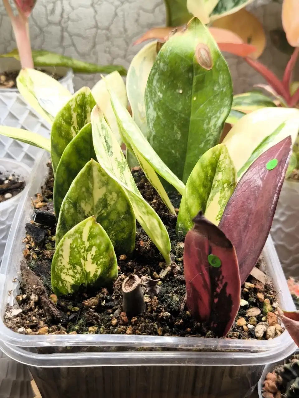 Продаю укорененные растения - Барахолка в Красноярск
