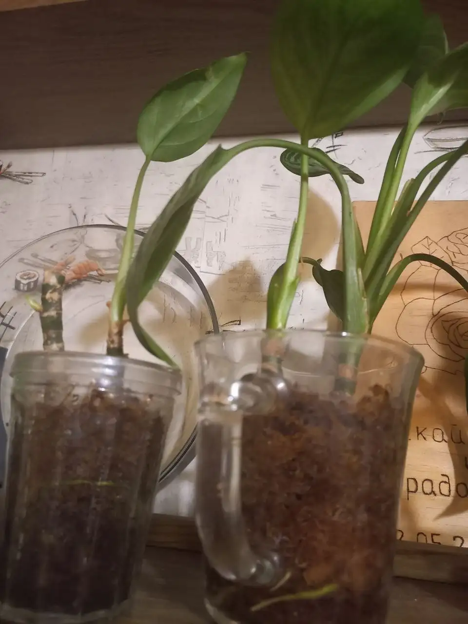 Помощь с комнатными растениями - Услуги в Красноярск